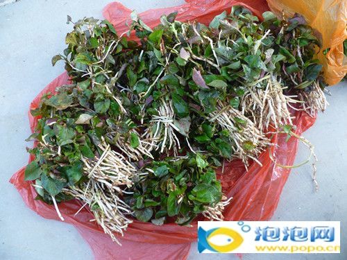 beat365官网中文_全民齐唱《我爱你中国》剧组走进油菜花海……(图3)